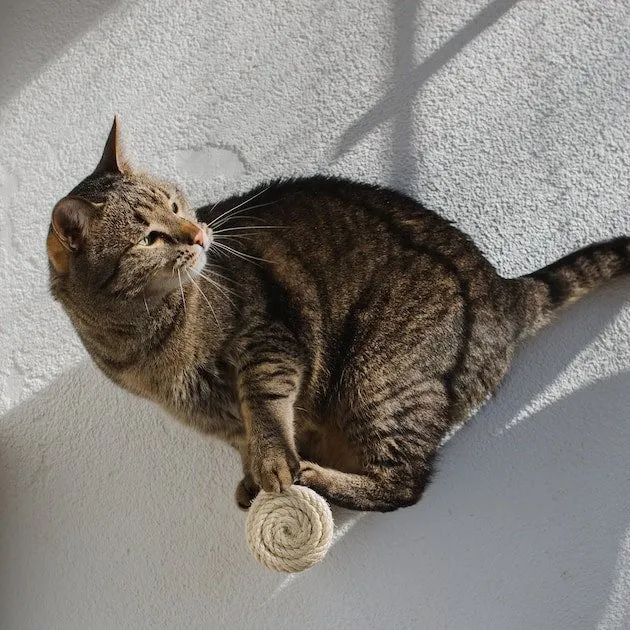 Marches murales pour chat - Escalade design mural