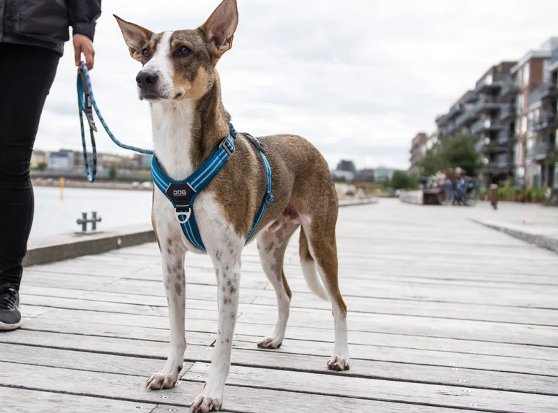 Harnais pour chien Comfort Walk Air Dog Copenhagen