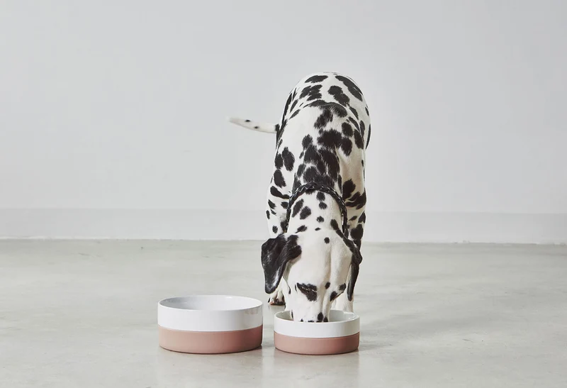 Bol pour chien Coppa