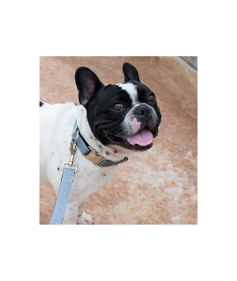 Laisse pour chien uni gris solid Grey