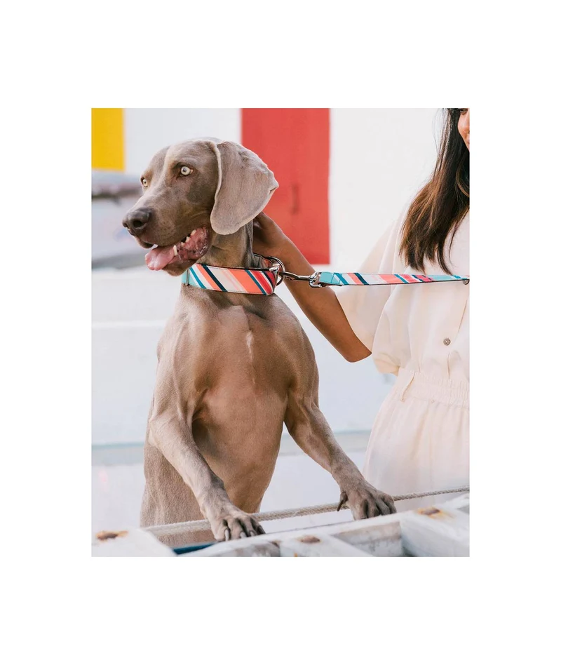 Collier pour chien Morisca