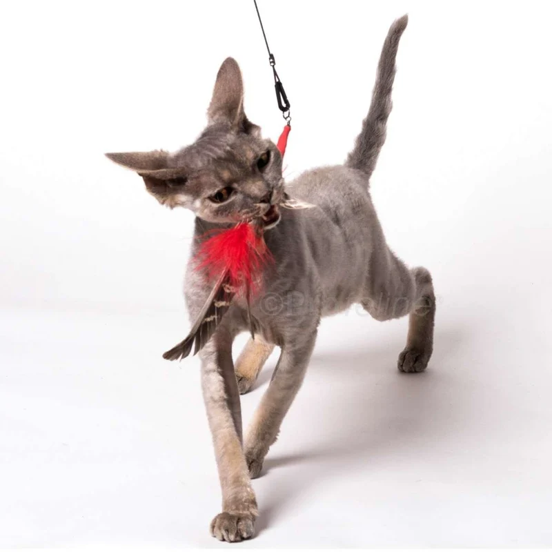 Canne à pêche pour chat (jouets interchangeables)
