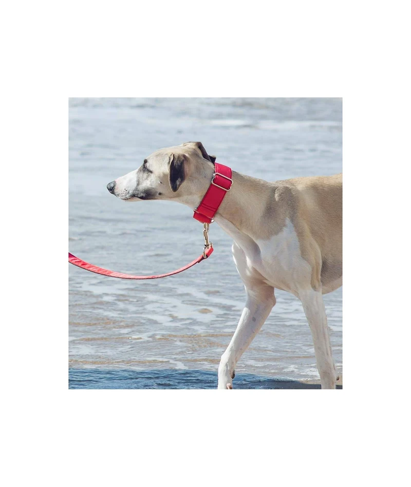 Laisse pour chien unie rouge fraise Solid Strawberry