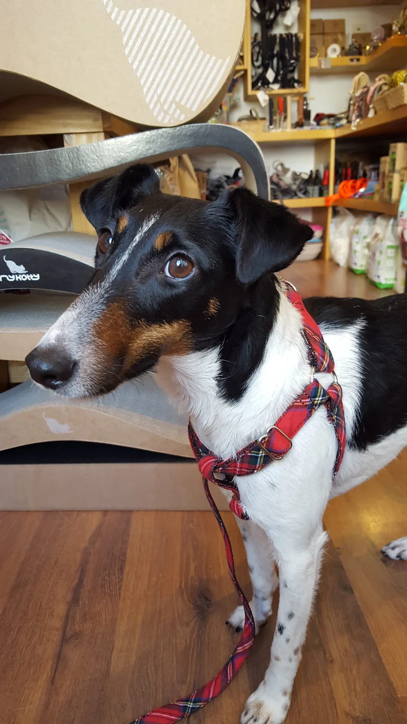 Harnais parachute pour chien motif écossais