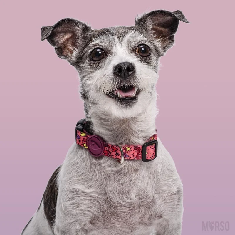 Collier pour chien Pink Think