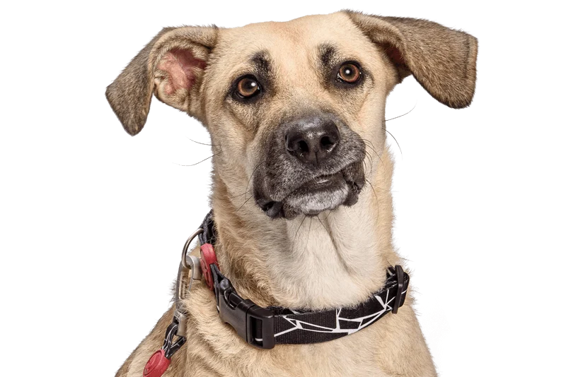 Collier pour chien Broken Self