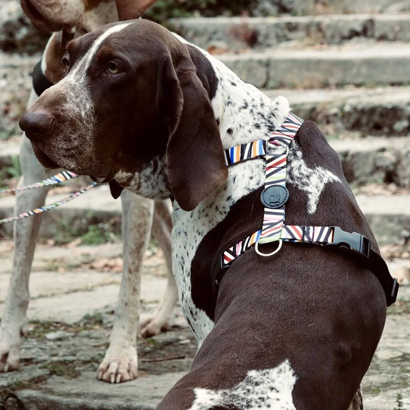 Harnais en H pour chien Spaghetti