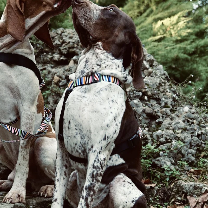 Harnais en H pour chien Spaghetti