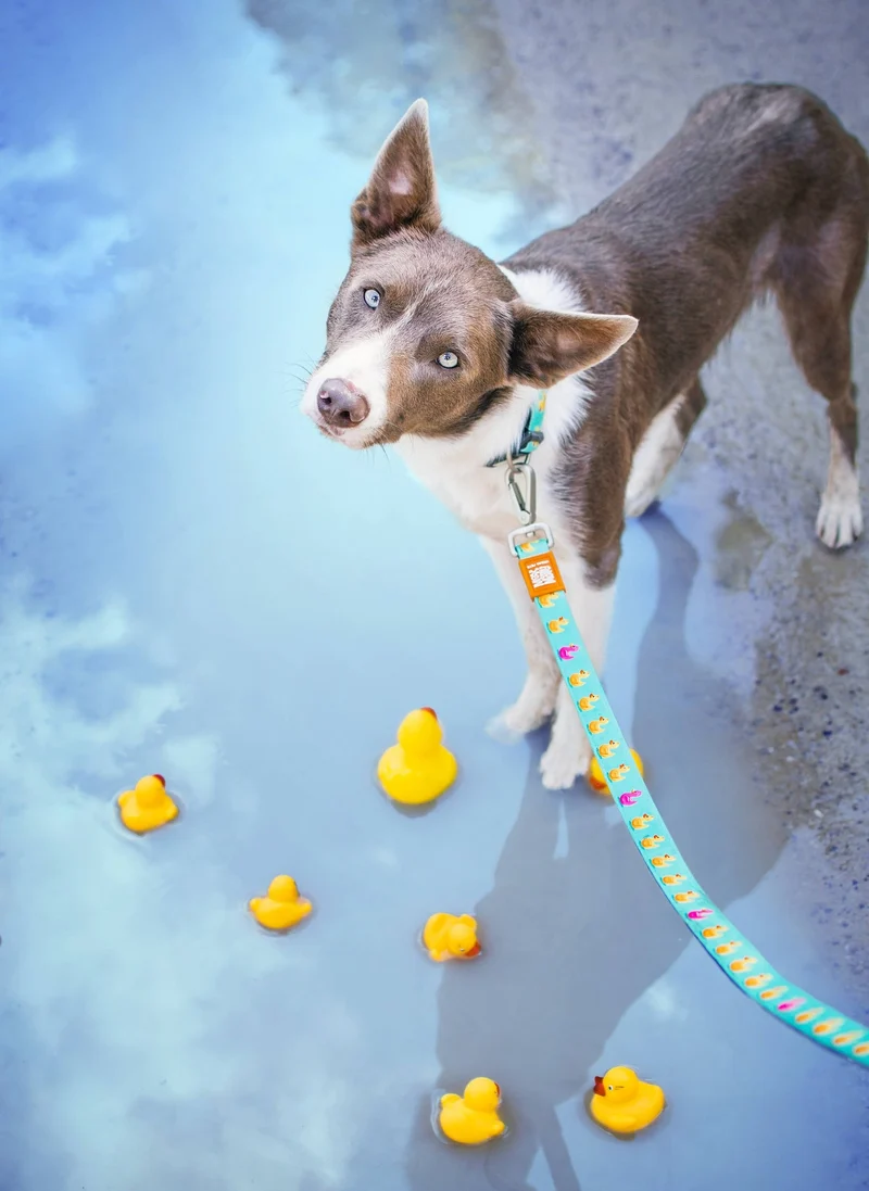 Laisse Courte – Canards