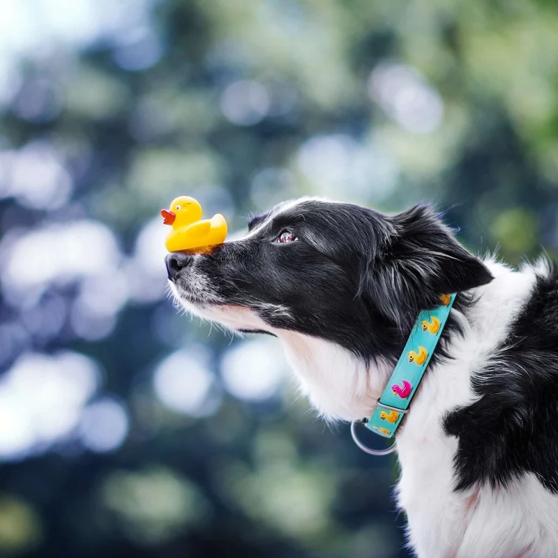 Collier pour chien avec Smart ID - Canards