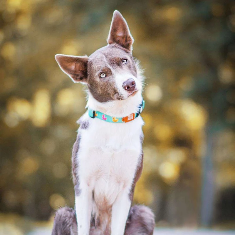 Collier pour chien avec Smart ID - Canards